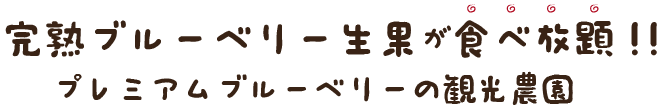 神戸 ブルーベリー狩り
